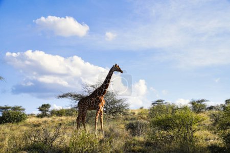 An endangered Reticulated Giraffe on top of a hill in the bright afternoon sun at the Buffalo Springs Reserve in Samburu County, Kenya