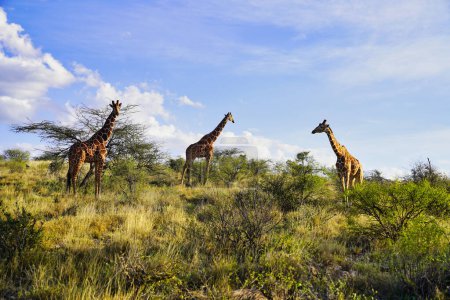 Tres jirafas reticuladas en peligro de extinción en la cima de una colina en el corazón de la Reserva Buffalo Springs en el condado de Samburu, Kenia