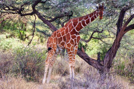 An endangered Reticulated Giraffe takes shade from the heat of the day under an acacia tree at the Buffalo Springs Reserve in Samburu County, Kenya