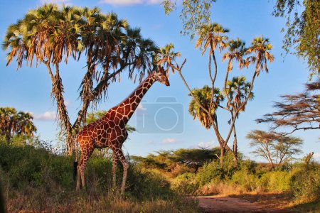 Una Jirafa Reticulada en peligro de extinción se yergue alta contra las palmeras Doum, endémicas del norte de Kenia en la Reserva Buffalo Springs en el condado de Samburu, Kenia