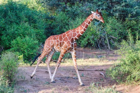 Une magnifique girafe réticulée en voie de disparition, endémique du nord du Kenya, se promène en soirée dans la réserve de Buffalo Springs, dans le comté de Samburu, au Kenya