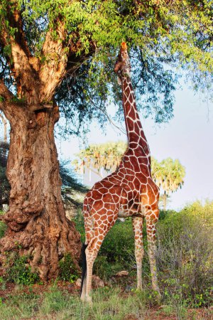 A magnificent endangered Reticulated Giraffe, endemic to North Kenya, feeds from a tree in the golden afternoon light at the Buffalo Springs Reserve in Samburu County, Kenya
