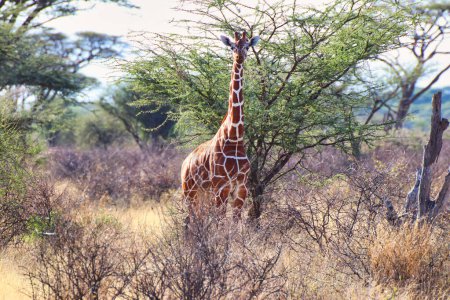 Una jirafa reticulada en peligro de extinción, endémica del norte de Kenia, bajo el sol brillante de la tarde observa el peligro en la Reserva Buffalo Springs en el condado de Samburu, Kenia