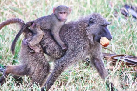 A Baby Olive baboon takes a ride on its feeding mother at the Buffalo Springs Reserve in Samburu County, Kenya