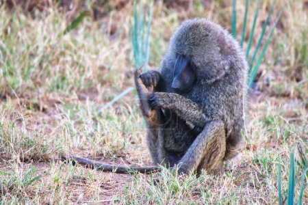 An Olive baboon removes parasites and ticks as part of its self-care routine at the Buffalo Springs Reserve in Samburu County, Kenya