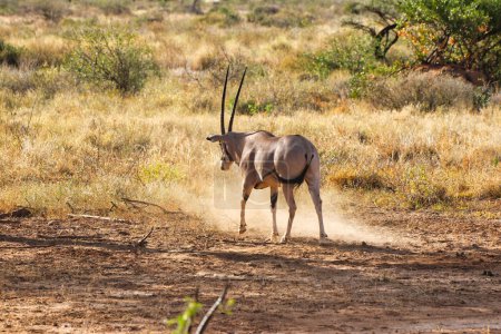 Une Beisa Oryx en voie de disparition, endémique du nord du Kenya rattrapant son troupeau dans les terres arbustives sèches de la vaste région de Samburu à la réserve de Buffalo Springs dans le comté de Samburu, Kenya