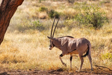 An endangered Beisa Oryx,endemic to North Kenya moves through the dusty and dry shrub lands of the vast Samburu area at the Buffalo Springs Reserve in Samburu County, Kenya