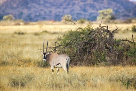 Une Beisa Oryx en voie de disparition, endémique du nord du Kenya, veille avec prudence sur les vastes prairies de savane de la région de Samburu, dans la réserve de Buffalo Springs, dans le comté de Samburu, au Kenya.