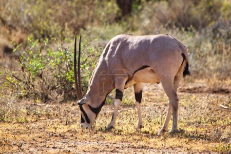 Une Beisa Oryx en voie de disparition, originaire du nord du Kenya, broute sur l'herbe sèche courte dans les plaines de savane de la vaste région de Samburu, dans la réserve de Buffalo Springs, dans le comté de Samburu, au Kenya.