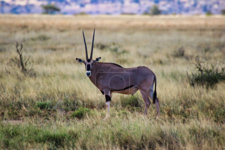 Une Beisa Oryx en voie de disparition, endémique du nord du Kenya, veille avec prudence sur les vastes prairies de savane de la région de Samburu, dans la réserve de Buffalo Springs, dans le comté de Samburu, au Kenya.