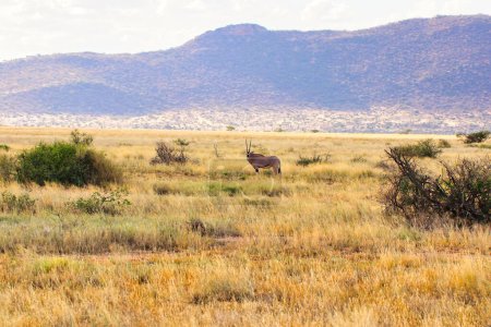 Une Beisa Oryx en voie de disparition, endémique du nord du Kenya, guettant le danger dans les prairies sèches de savane de la réserve de Buffalo Springs, dans le comté de Samburu, au Kenya
