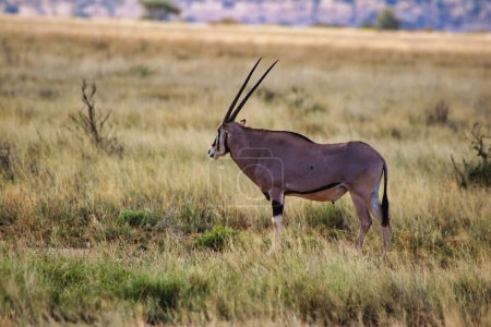 An endangered Beisa Oryx, endemic to North Kenya watching out for danger in the dry savanna grass lands  of the Buffalo Springs Reserve in Samburu County, Kenya
