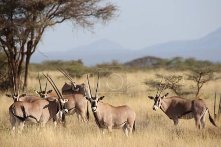 A herd of endangered Beisa Oryx,endemic to North Kenya guard against intruders in the dry grass plains of the Buffalo Springs Reserve in Samburu County, Kenya