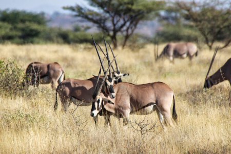 En voie de disparition Beisa Oryx, endémique du nord du Kenya, se tient debout avec ses cornes qui se chevauchent dans cette image unique d'un troupeau d'Oryx protecteur dans la réserve de Buffalo Springs, dans le comté de Samburu, au Kenya