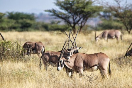 En voie de disparition Beisa Oryx, endémique du nord du Kenya, se tient debout avec ses cornes qui se chevauchent dans cette image unique d'un troupeau d'Oryx protecteur dans la réserve de Buffalo Springs, dans le comté de Samburu, au Kenya