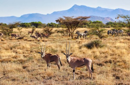Une paire de Beisa Oryx, une espèce en voie de disparition originaire du nord du Kenya, veille au danger dans les plaines herbeuses sèches de la réserve de Samburu dans la réserve de Buffalo Springs, dans le comté de Samburu, au Kenya