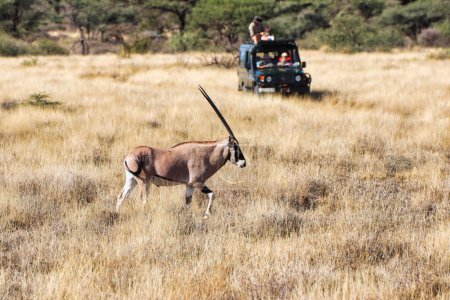 Une Beisa Oryx en voie de disparition, endémique du nord du Kenya, traverse les plaines herbeuses sèches de la réserve de Buffalo Springs, dans le comté de Samburu, au Kenya