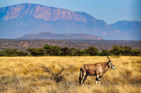 Un solitaire en danger Beisa Oryx, endémique du nord du Kenya sous le soleil de l'après-midi avec le mont Ololokwe en arrière-plan par un après-midi chaud à la réserve de Buffalo Springs dans le comté de Samburu, Kenya