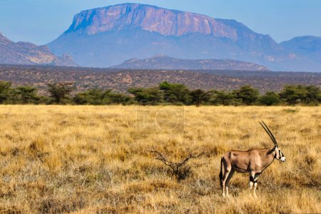 Scenic image of an endangered Beisa Oryx,native to North Kenya in the afternoon sun with Mount Ololokwe in the background on a hot afternoon at the Buffalo Springs Reserve in Samburu County, Kenya