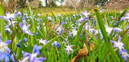 Scilla luciliae a également appelé la gloire de la neige de Bossier ou la gloire de la neige de Lucile avec ses fleurs lilas et violettes typiques qui ont éclaté au début du printemps dans les parcs et les prairies herbeuses partout au Canada.