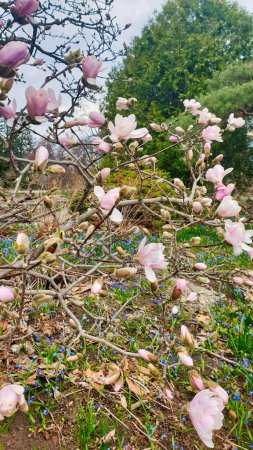 Belle image d'un magnolia à fleurs roses en pleine floraison dans les Jardins expérimentaux d'Ottawa, dans l'est du Canada