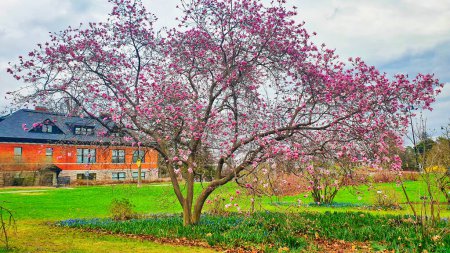 Lovely image of a Pink blossom Magnolia tree in full bloom at Ottawa's Experimental Gardens in Eastern Canada  