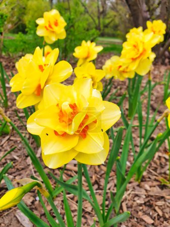 Hermosa flor doble, dos narcisos amarillos tonificados, Narcissus jonquilla, en flor, a mediados de primavera en el Dominion Arboretum Gardens en Ottawa, Ontario, Canadá