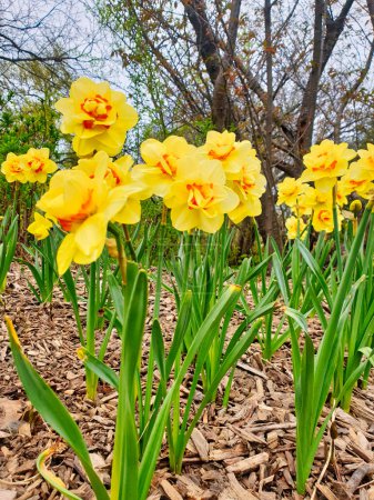 Hermosa flor doble, dos narcisos amarillos tonificados, Narcissus jonquilla, en flor, a mediados de primavera en el Dominion Arboretum Gardens en Ottawa, Ontario, Canadá