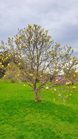 Magnolia árboles con flores amarillas a principios de primavera en el Dominion Arboretum Gardens en Ottawa, Ontario, Canadá