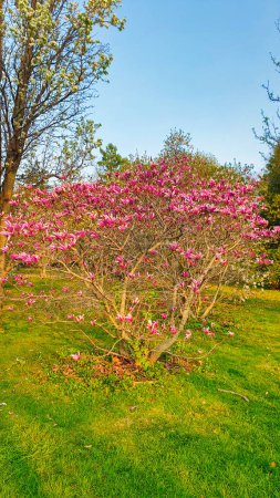 Flores de Magnolia rosa pastel en plena floración a principios de la primavera a principios de mayo en el Dominion Arboretum Gardens en Ottawa, Ontario, Canadá