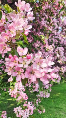 Close up of pink Crab apple blossoms with a delicate floral scent in full bloom in spring, mid may in the Glebe area of Ottawa,Ontario,Canada