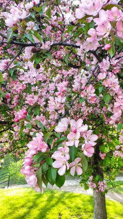 Primer plano de flores de manzana cangrejo rosa con un delicado aroma floral en plena floración en primavera, a mediados de mayo en el área de Glebe de Ottawa, Ontario, Canadá