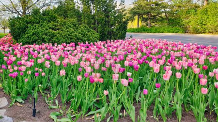 Tulips in vivid shades of pink and purple in full book during spring, mid may in the Glebe area of Ottawa,Ontario,Canada