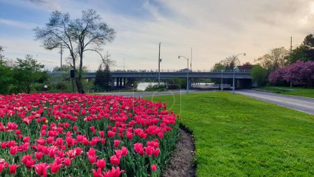 Beautiful scene of deep pink tulips in the evening light with the bronson bridge in the background in the Glebe area of Ottawa,Ontario,Canada