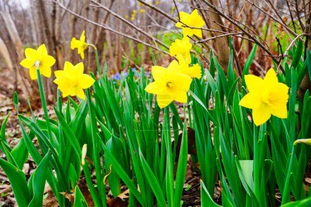 Schöne doppelblütige Narzissen, Narcissus jonquilla, in voller Blüte, mitten im Frühling in den Dominion Arboretum Gardens in Ottawa, Ontario, Kanada