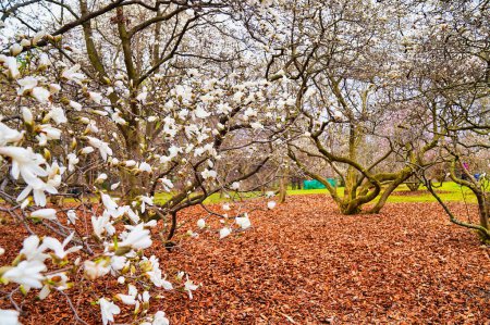 De beaux arbres Magnolia chargés de fleurs blanches contrastent avec le brun terre du tapis forestier couvert de feuilles au début du printemps aux Jardins de l'Arboretum du Dominion à Ottawa, Ontario, Canada