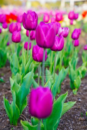 Tulipes en velours violet irisé au Festival des tulipes d'Ottawa dans le parc du commissaire, Ottawa, Ontario, Canada