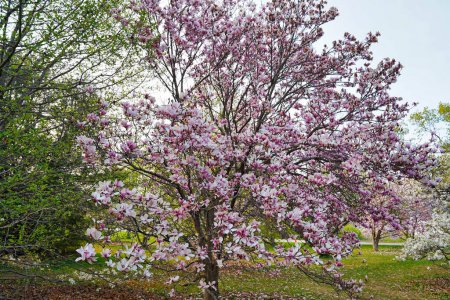 Schöne Aussicht auf einen rosa blühenden Magnolienbaum im Park des Dominion Arboretum Gardens in Ottawa, Ontario, Kanada