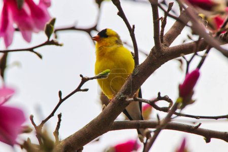 Photo for American Goldfinch perched on the branch of a magnolia tree at the Dominion Arboretum Gardens in Ottawa,Ontario,Canada - Royalty Free Image