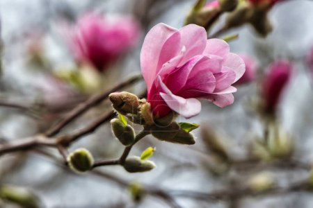 Nahaufnahme einer rosafarbenen Magnolienblüte zu Frühlingsbeginn Anfang Mai in den Dominion Arboretum Gardens in Ottawa, Ontario, Kanada