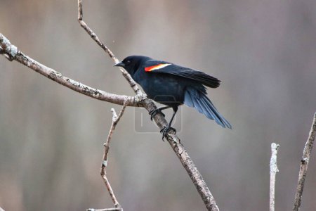 Red winged Blackbird perched on a branch in early spring at the Dominion Arboretum Gardens in Ottawa,Ontario,Canada