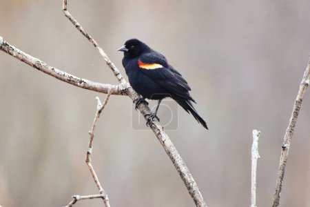 Red winged Blackbird perched on a branch in early spring at the Dominion Arboretum Gardens in Ottawa,Ontario,Canada