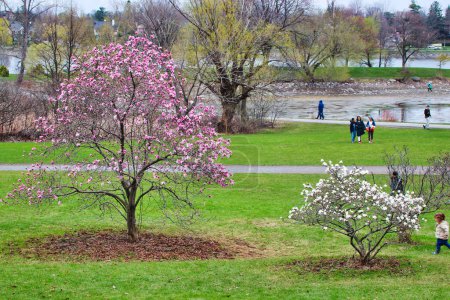 Park visitors enjoy spring at Ottawa's Dominion arboretum gardens with magnolia trees in full bloom in Ottawa,Ontario,Canada