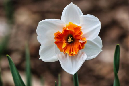 Nahaufnahme einer wunderschönen Narzisse in weißen und orangen Farben, auch Poet 's Narcissus jonquilla genannt, im zeitigen Frühling in den Dominion Arboretum Gardens in Ottawa, Ontario, Kanada