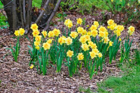 Schöne doppelblütige Narzissen, Narcissus jonquilla, in voller Blüte, mitten im Frühling in den Dominion Arboretum Gardens in Ottawa, Ontario, Kanada
