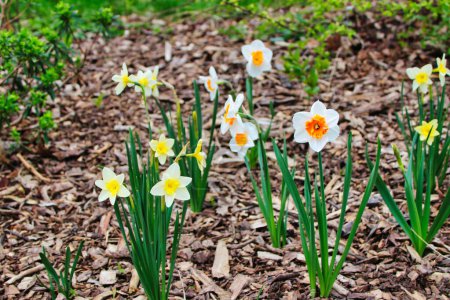 Ziemlich doppelblütig, zwei gelb-weiß-orange Narzissen, Narcissus jonquilla, blühen mitten im Frühling in den Dominion Arboretum Gardens in Ottawa, Ontario, Kanada