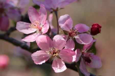 Téléchargez les photos : Gros plan de délicates fleurs de pommier rose au parfum floral délicat en pleine floraison au printemps, mi-mai dans la région de Glebe à Ottawa, Ontario, Canada - en image libre de droit
