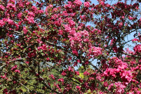 Überfülle von Rosatönen in Krabbenapfelblüten mitten im Frühling an einem strahlend sonnigen Tag in den Dominion Arboretum Gardens in Ottawa, Ontario, Kanada