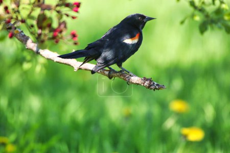 Pájaro negro alado rojo posado en una rama a principios de primavera en el Dominion Arboretum Gardens en Ottawa, Ontario, Canadá