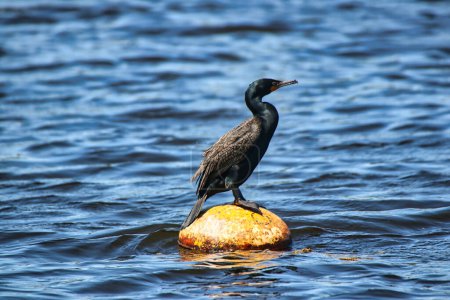 Double-crested Cormorant sitting on a rock on a bright spring day at Dows Lake at the Dominion Arboretum Gardens in Ottawa,Ontario,Canada